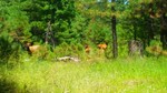 photo thumbnail #6