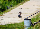 photo thumbnail #8