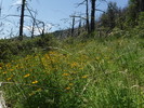 photo thumbnail #11