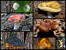 photo thumbnail #11