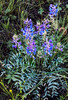2015-08-03 Auger Canyon Falls :: tibber