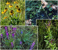 2015-08-03 Auger Canyon Falls :: tibber