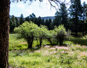 photo thumbnail #14