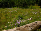 photo thumbnail #15