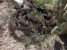 photo thumbnail #4
