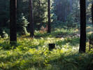 photo thumbnail #1