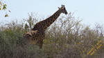 photo thumbnail #11
