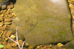 photo thumbnail #14