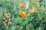 2015-07-27 :2: Agnew Meadows to 1000 Island Lake via PCT :: slegal