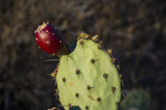 photo thumbnail #5