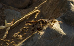 photo thumbnail #8