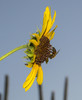 photo thumbnail #12