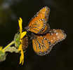 photo thumbnail #14