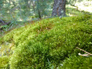 photo thumbnail #3