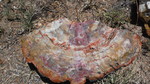 photo thumbnail #14