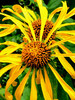 photo thumbnail #15
