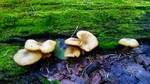 photo thumbnail #3