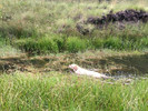 photo thumbnail #10