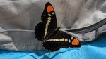 photo thumbnail #2
