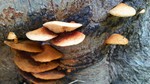 photo thumbnail #10