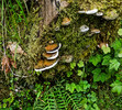 photo thumbnail #9