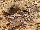 photo thumbnail #1