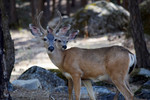 photo thumbnail #1