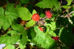 photo thumbnail #2