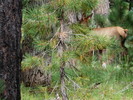 photo thumbnail #13