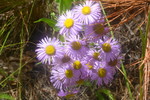 photo thumbnail #13