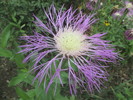 photo thumbnail #8