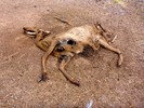 photo thumbnail #7