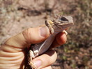 photo thumbnail #3
