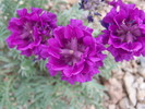 photo thumbnail #9