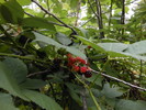 photo thumbnail #2