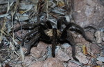 photo thumbnail #4