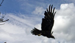 photo thumbnail #11