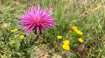 photo thumbnail #13