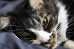 photo thumbnail #8