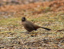 photo thumbnail #4
