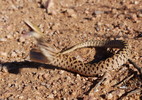 photo thumbnail #3