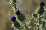 photo thumbnail #13