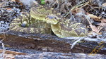 photo thumbnail #9