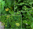 photo thumbnail #11