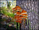 photo thumbnail #14