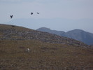 2015-09-13 :2: Mt Mellenthin :: nonot