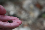 photo thumbnail #5