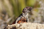 photo thumbnail #10