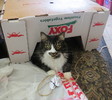 photo thumbnail #5