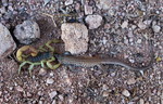 photo thumbnail #3